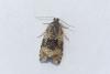 Celypha lacunana